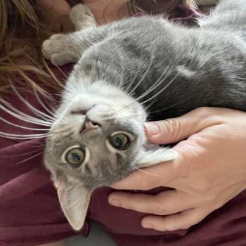 Dakota -  Domestic Short Hair Cat for Adoption in Rochester, Minnesota - Dakota | PetCurious