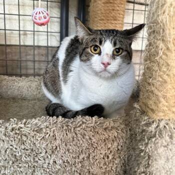 Mew Too -  Domestic Short Hair Cat for Adoption in Marana, Arizona - Mew Too | PetCurious