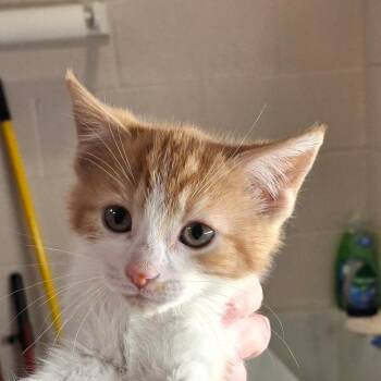 Hercules -  Domestic Short Hair Cat for Adoption in Zanesville, Ohio - Hercules | PetCurious
