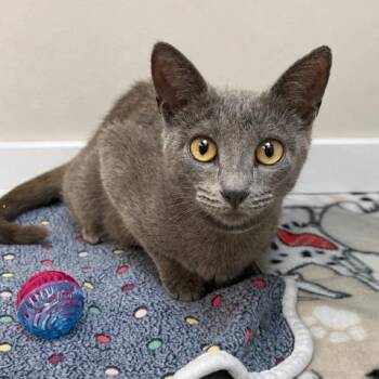 Mustard -  Domestic Short Hair Cat for Adoption in Hawthorne, California - Mustard | PetCurious
