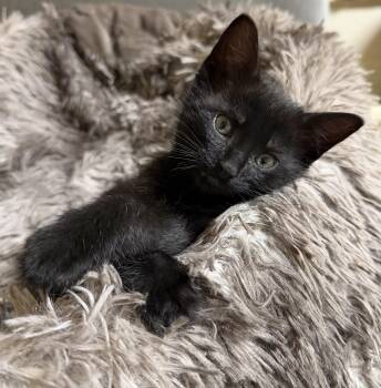 Ozzy -  Domestic Short Hair Cat for Adoption in Portland, Oregon - Ozzy | PetCurious
