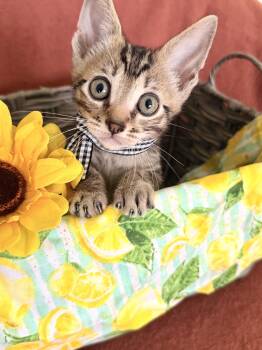 Lachlan -  Domestic Short Hair Cat for Adoption in Gradyville, Kentucky - Lachlan | PetCurious