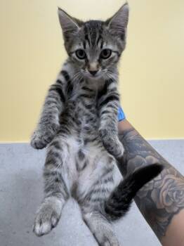 Rescue Domestic Short Hair Cats for Adoption in Honolulu, Hawaii - 59404310 | PetCurious