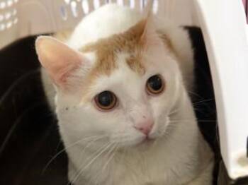 Morgan -  Domestic Short Hair Cat for Adoption in Butte, Montana - Morgan | PetCurious
