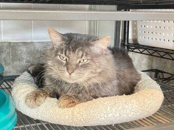 Rescue Domestic Long Hair Cats for Adoption in Washington, North Carolina - Mustang | PetCurious