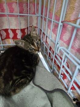 Domestic Short Hair Cats Available for Adoption in Gainesville, Florida - Suki (beloved) | PetCurious