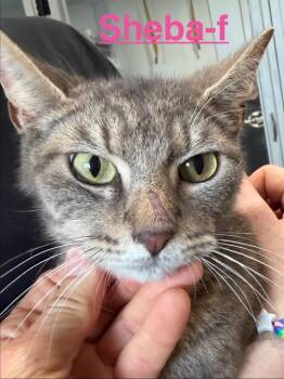 Sheba 26 -  Tabby and Domestic Short Hair Cat for Adoption in Brookhaven, Mississippi - Sheba 26 | PetCurious