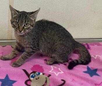 Alice - Tabby Kitten - #21 -  Domestic Short Hair Cat for Adoption in Mitchell, South Dakota - Alice - Tabby Kitten - #21 | PetCurious