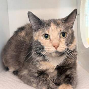 Domestic Short Hair Cats Available for Adoption - Petra | PetCurious