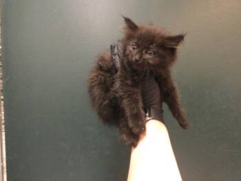 Domestic Long Hair Cats Available for Adoption in Thousand Palms, California - LEAH | PetCurious