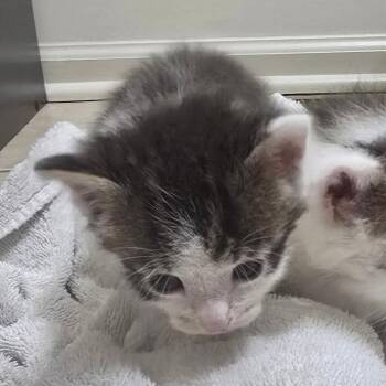 Mario -  Domestic Short Hair Cat for Adoption in Huntsville, Alabama - Mario | PetCurious
