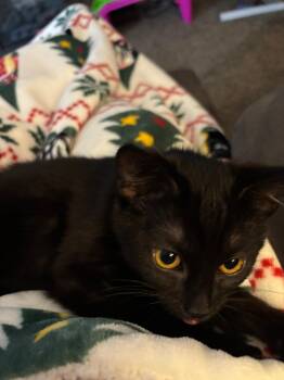 Domestic Short Hair Cats Available for Adoption - Pumpkin Pie | PetCurious