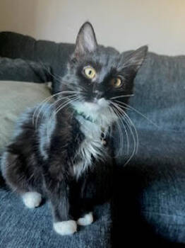 Rescue Domestic Medium Hair Cats for Adoption in Skyline, Minnesota - Jett | PetCurious