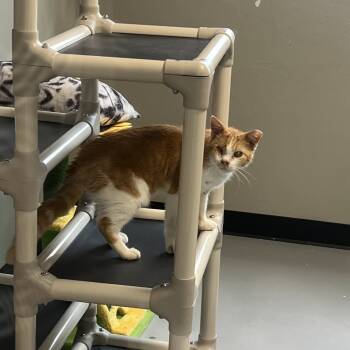 Rescue Domestic Short Hair Cats for Adoption in Ponca City, Oklahoma - One-Eyed Willie | PetCurious
