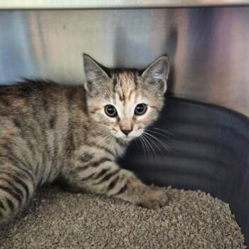 Floppsy Girl -  Domestic Short Hair Cat for Adoption in Fort Bragg, California - Floppsy Girl | PetCurious