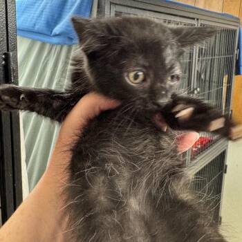 Daisy Mae -  Norwegian Forest Cat and Maine Coon Cat for Adoption in Mount Vernon, Illinois - Daisy Mae | PetCurious