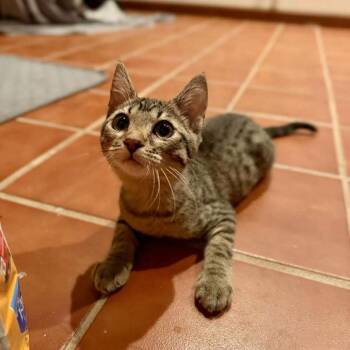 Sunny -  Domestic Short Hair Cat for Adoption in Mount Sterling, Illinois - Sunny | PetCurious