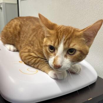 Domestic Short Hair Cats Available for Adoption - Cheese | PetCurious