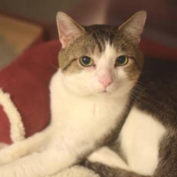 Pastrami -  Domestic Short Hair Cat for Adoption in Belleville, Illinois - Pastrami | PetCurious