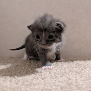 Domestic Short Hair Cats Available for Adoption in Huntington, West Virginia - Bottle Kitten Penne | PetCurious