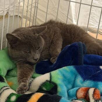 Domestic Short Hair Cats Available for Adoption in Cumming, Georgia - Sebastian | PetCurious