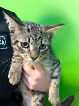 XONY -  Domestic Short Hair Cat for Adoption in Delson, Quebec - XONY | PetCurious