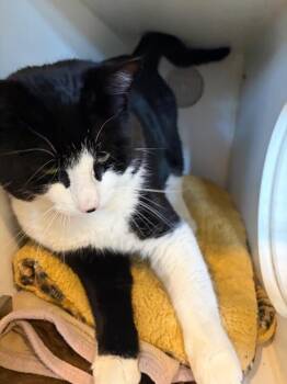 Domestic Short Hair Cats Available for Adoption - Gizzi | PetCurious