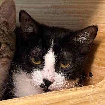 Mochi -  Domestic Short Hair Cat for Adoption in Fort Collins, Colorado - Mochi | PetCurious