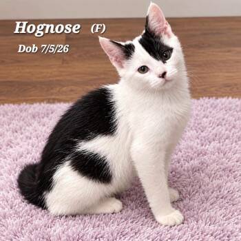 Hognose -  Domestic Short Hair Cat for Adoption in Clayton, California - Hognose | PetCurious