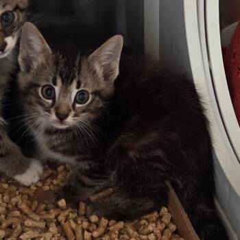 Eggplant -  Domestic Short Hair Cat for Adoption in Chattanooga, Tennessee - Eggplant | PetCurious