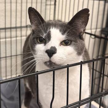 Wesley -  Domestic Short Hair Cat for Adoption in Rocky Mount, Virginia - Wesley | PetCurious