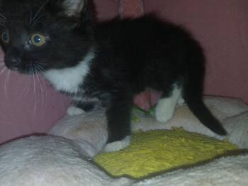 Rescue Tuxedo Cats for Adoption in Partlow, Virginia - Goldfinger | PetCurious