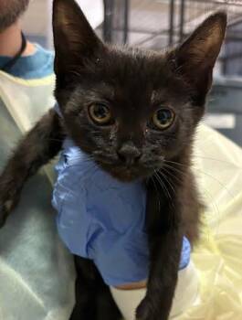 Pesto -  Domestic Short Hair Cat for Adoption - Pesto | PetCurious