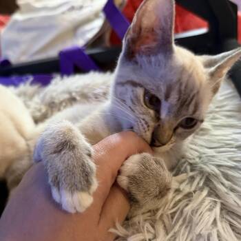 Curry -  Siamese Cat for Adoption in Liverpool, Texas - Curry | PetCurious