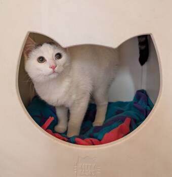 Rescue Domestic Medium Hair Cats for Adoption in Tucson, Arizona - Pacey | PetCurious