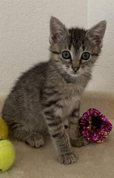 TIGA -  Domestic Short Hair Cat for Adoption in Killeen, Texas - TIGA | PetCurious