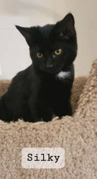 Rescue Domestic Short Hair Cats for Adoption in Oviedo, Florida - Silky | PetCurious