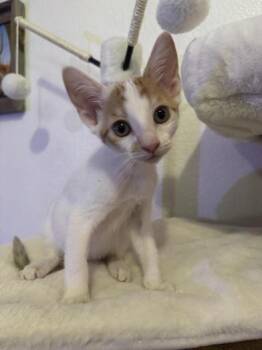 Ginny -  Domestic Short Hair Cat for Adoption in Liverpool, Texas - Ginny | PetCurious