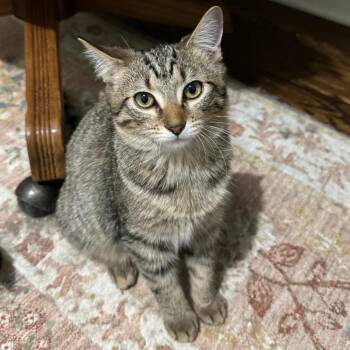 Domestic Short Hair Cats Available for Adoption - Sesame | PetCurious