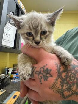 Domestic Short Hair Cats Available for Adoption in Crossville, Tennessee - Goonie | PetCurious