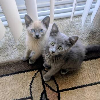 Junction -  Domestic Short Hair Cat for Adoption in Lincoln, California - Junction | PetCurious