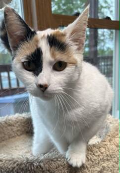 Domestic Short Hair Cats Available for Adoption in Dalzell, Illinois - Teak | PetCurious