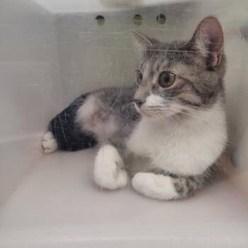 Dolly Parton -  Domestic Short Hair Cat for Adoption in Winnipeg, Manitoba - Dolly Parton | PetCurious