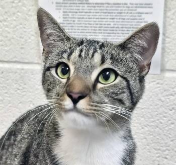 A455743 -  Domestic Short Hair Cat for Adoption in Nashville, Tennessee - A455743 | PetCurious