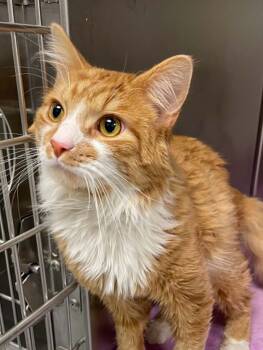 Extra Toes Cat Hemingway Polydactyl Cats Available for Adoption in Covington, Virginia - Simba | PetCurious