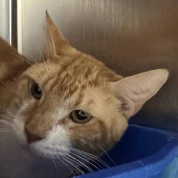 Rescue Domestic Short Hair Cats for Adoption in New York, New York - Buddy | PetCurious