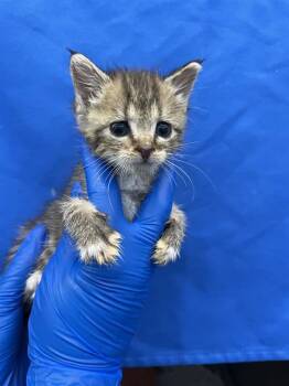 CHANEL -  Domestic Short Hair Cat for Adoption in Las Vegas, Nevada - CHANEL | PetCurious