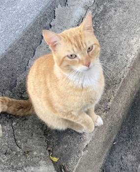 Domestic Short Hair Cats Available for Adoption in Johnson City, Tennessee - Payton | PetCurious