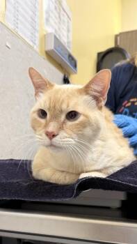 Ua Kea -  Domestic Short Hair Cat for Adoption in Honolulu, Hawaii - Ua Kea | PetCurious