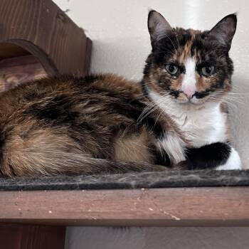 Rescue Calico Cats for Adoption in Jackson, California - Cher | PetCurious